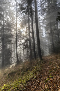 Trees in forest