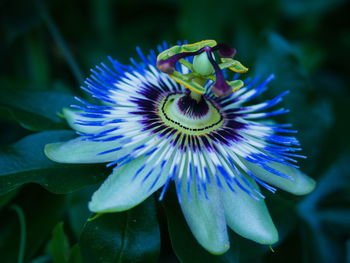 Close-up of purple flower