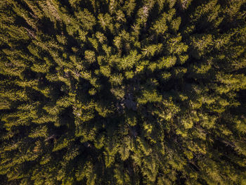 Full frame shot of pine tree