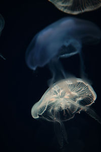 Close-up of jellyfish swimming in sea