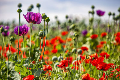 Close-up of purple flowering plants on field