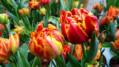 Close-up of tulips blooming outdoors