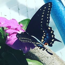 Close-up of butterfly on pink flower against sky