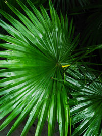 Close-up of palm tree leaves