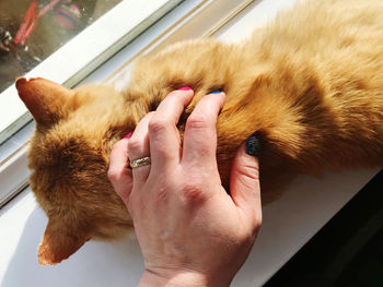 Midsection of person hand with cat