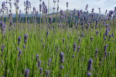 Purple flowering plants on field against sky