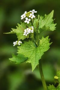 High angle view of flowering plant