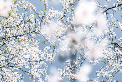 Low angle view of cherry blossom