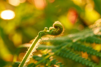 Close-up of fern