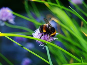 Close-up of honey bee pollinating on purple flower