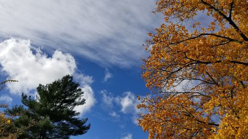 Low angle view of trees against sky during autumn