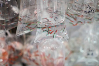 Close-up of fish in plastic bags