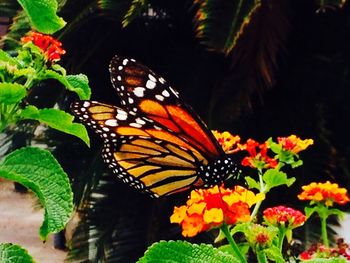 Close-up of butterfly on flowers