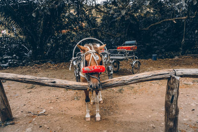 Horse cart on field in forest