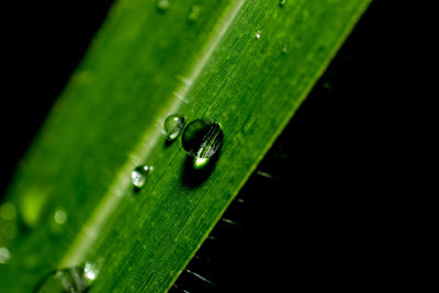 Close-up of raindrops on leaf