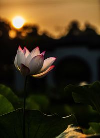 Close-up of lotus water lily