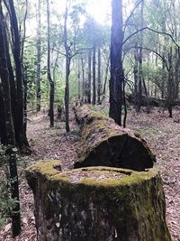 Trees in forest against sky