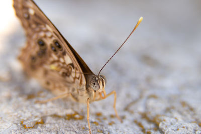 Close-up of butterfly