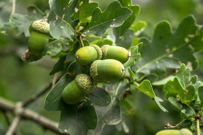 Close-up of acorns growing on tree