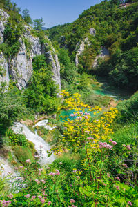 Scenic view of waterfall in forest