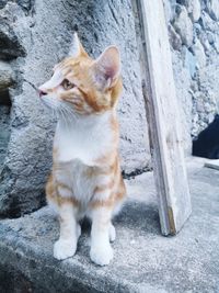 Close-up of cat looking away