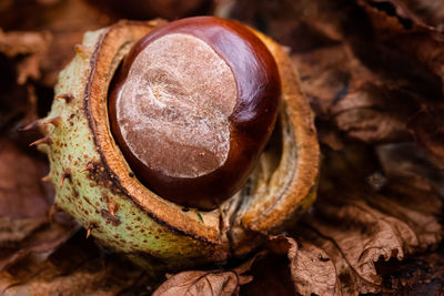 High angle view of chocolate on wood