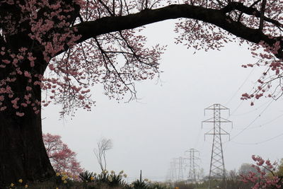 Low angle view of trees against clear sky