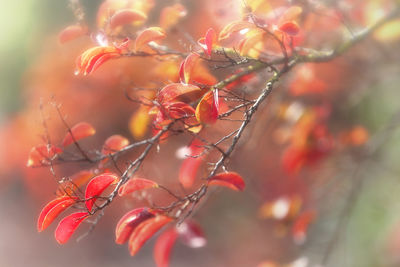 Close-up of red berries on tree