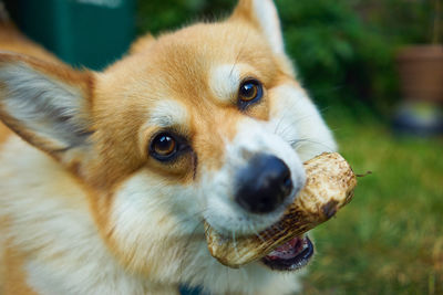 Close-up portrait of dog