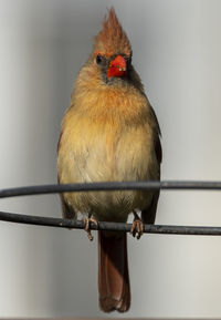 Close-up of bird perching on railing against wall