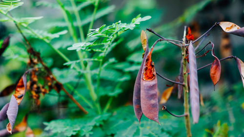 Close-up of insect on plant