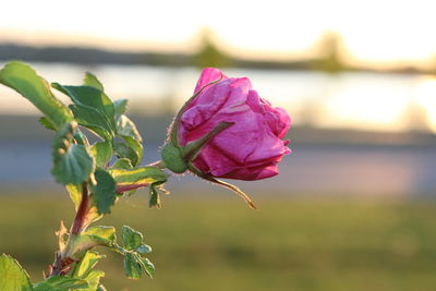 Close-up of pink rose blooming