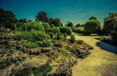 Plants growing on land against sky