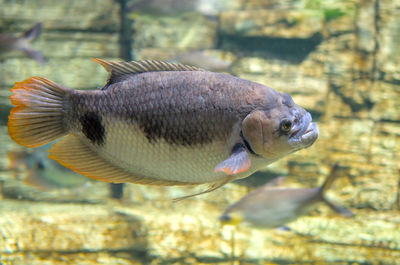 Close-up of fish swimming in sea