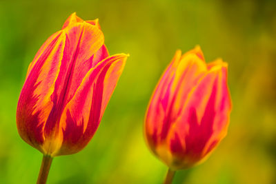 Close-up of red tulip