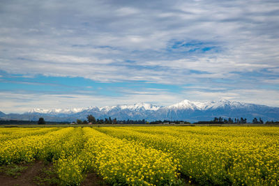 Scenic view of oilseed rape field against cloudy sky