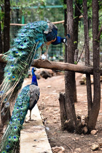 Peacock perching on wood