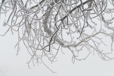 Close-up of bare tree against white background