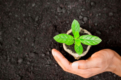 Close-up of hand holding small plant