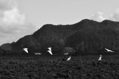 Birds on field against sky