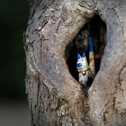 Close-up of a tree trunk