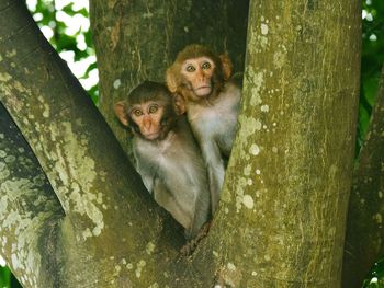 Monkeys sitting on tree