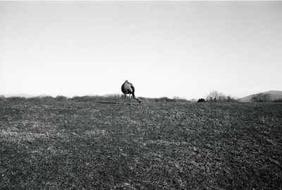 View of a bird on field