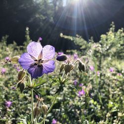 Close-up of purple flowering plants