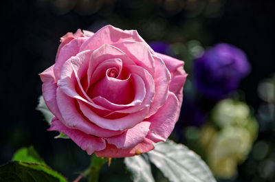 Close-up of pink rose