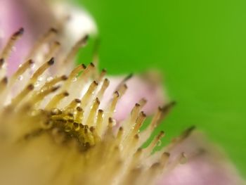 Close-up of yellow flower