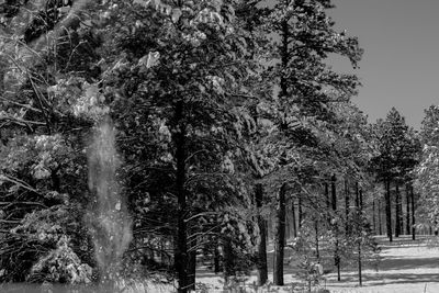 Trees in forest during winter