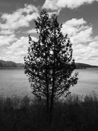 Scenic view of tree by lake against sky