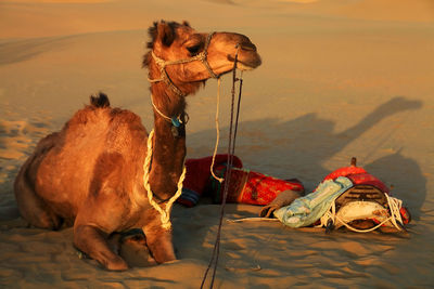 Camel sitting at desert