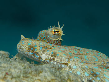 Close-up of fish swimming in sea